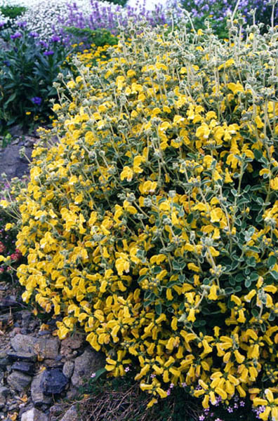Phlomis lanata photo